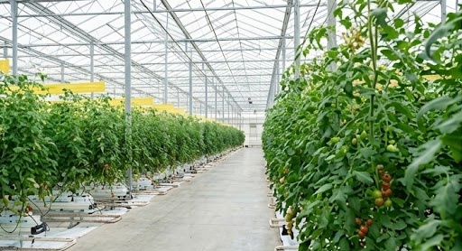 Commercial greenhouse tomato pollination